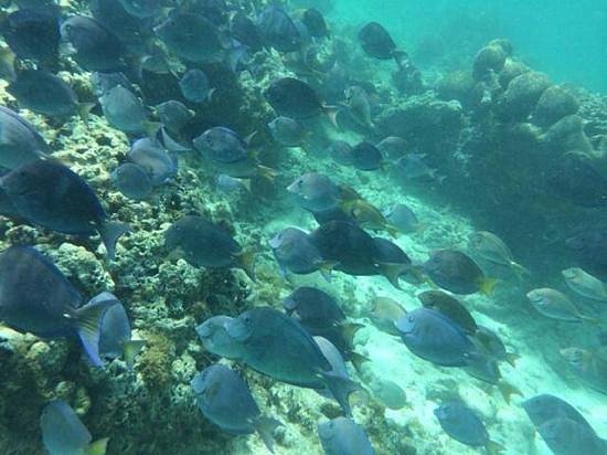 Cayo Icacos Puerto Rico Snorkeling